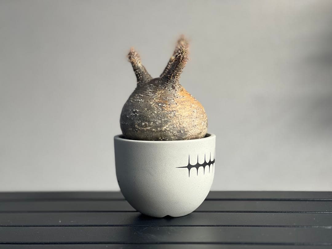 【休眠中】パキポディウム・グラキリス 現地球 VALIEM⑦