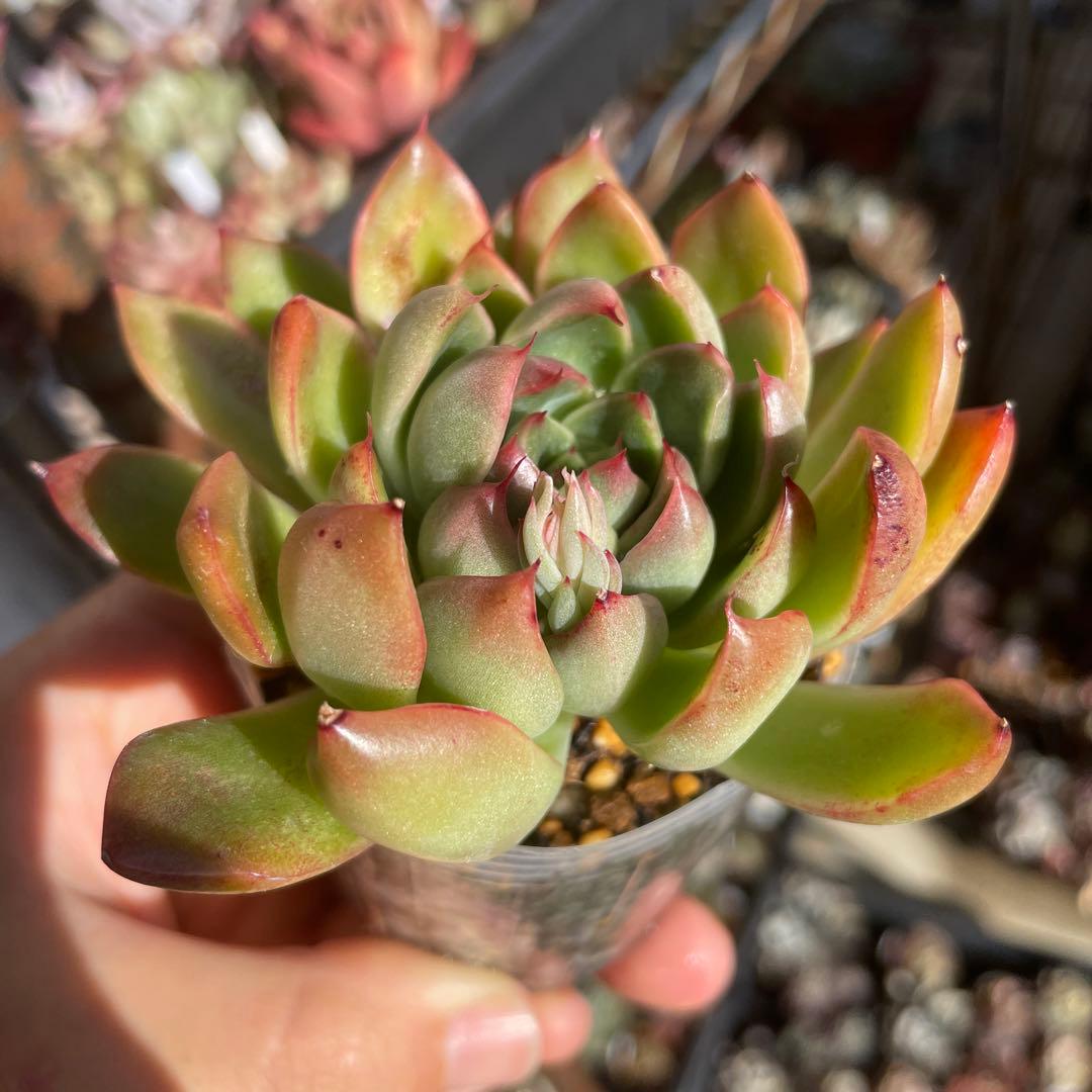 多肉植物エケベリア　プリリンゼアナ