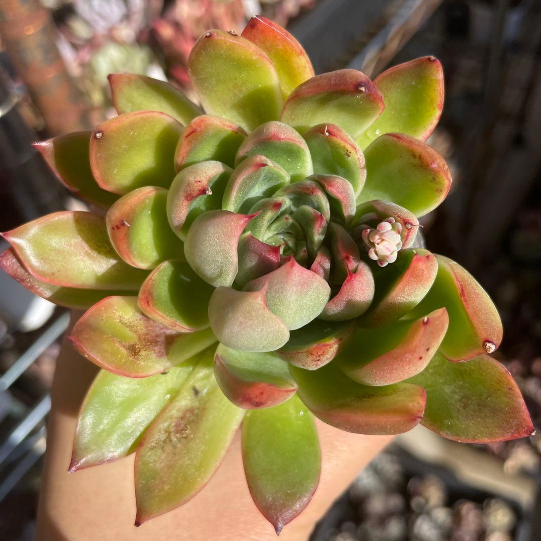 多肉植物エケベリア　プリリンゼアナ