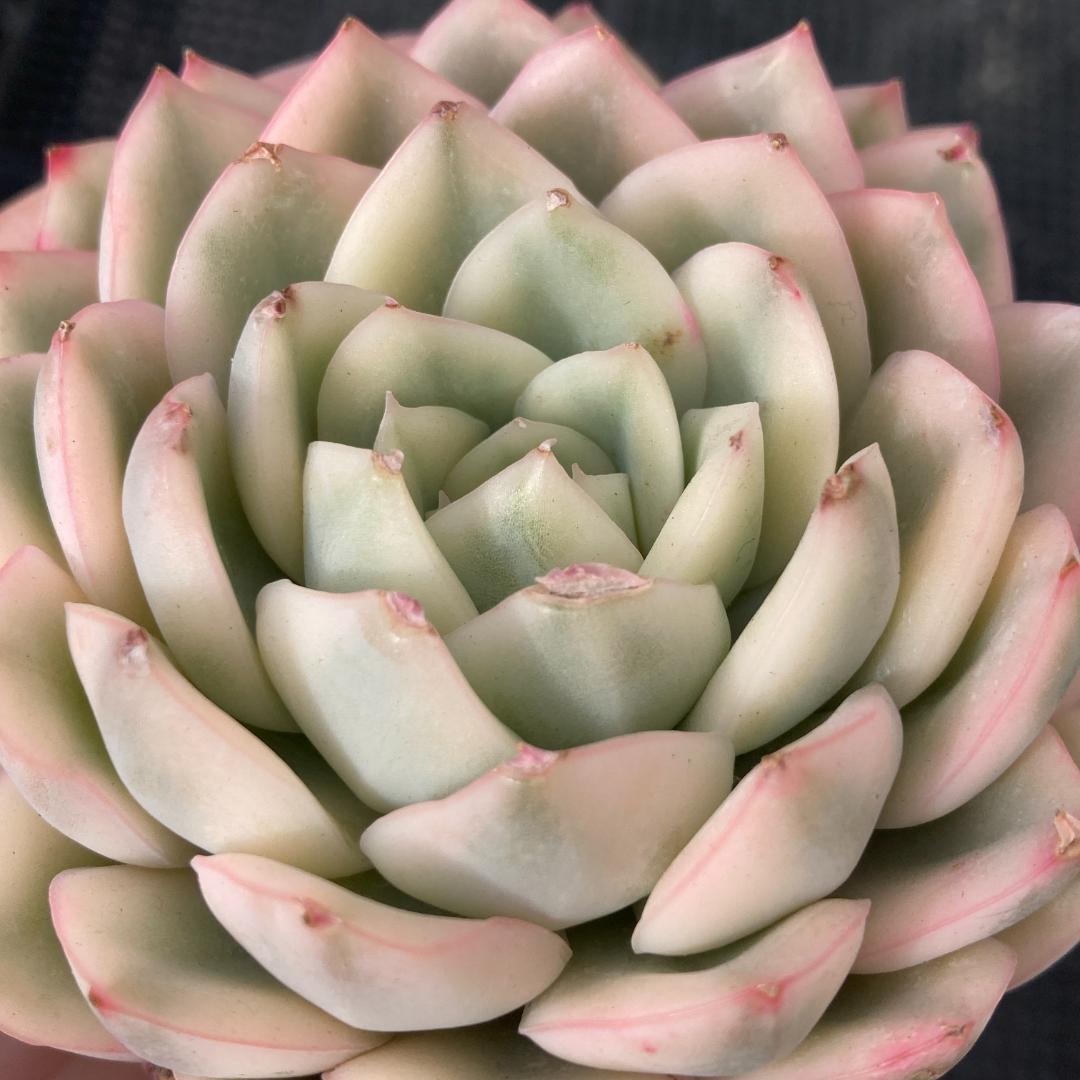 エケベリア 韓国苗 大苗 ムーンフェアリー錦 多肉植物 ポコ多肉 - メルカリ