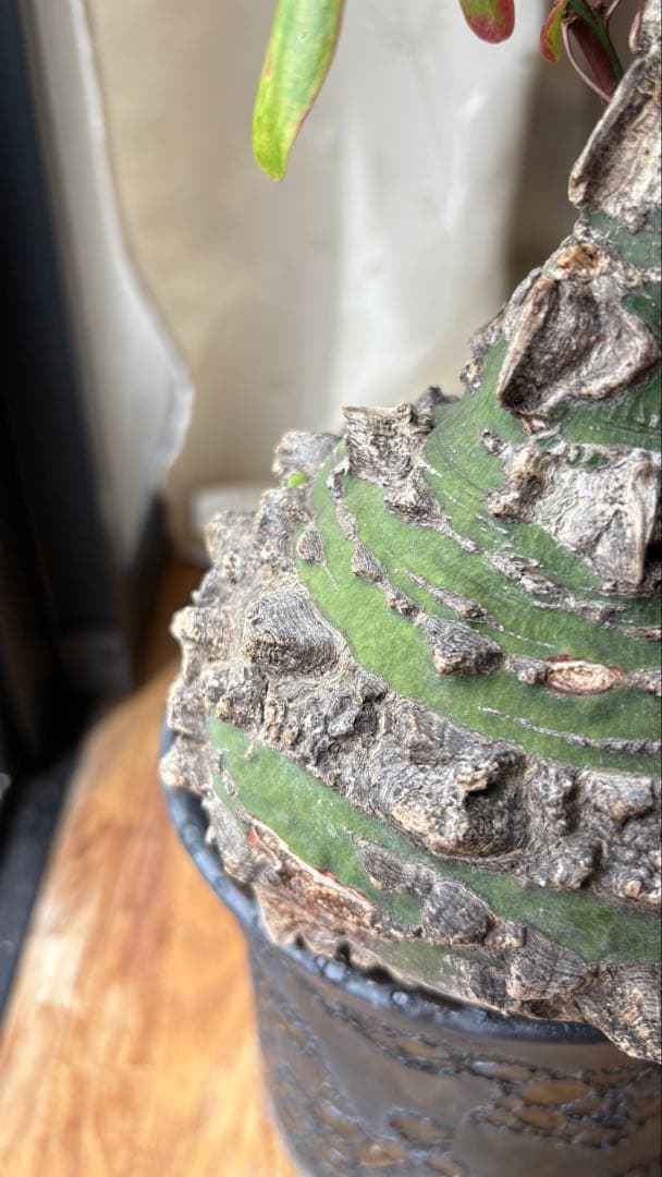 ※Lucasフォークイエリア ファシクラータ 現地株