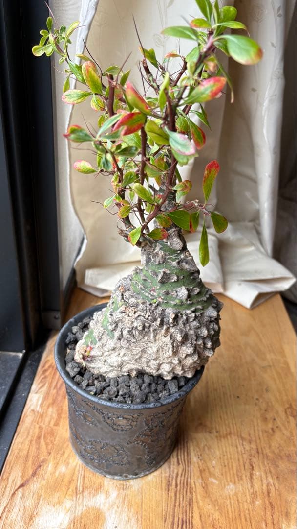 ※Lucasフォークイエリア ファシクラータ 現地株