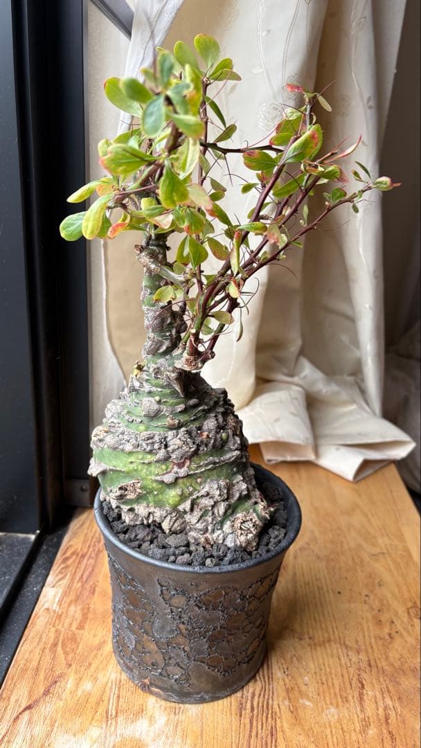 ※Lucasフォークイエリア ファシクラータ 現地株