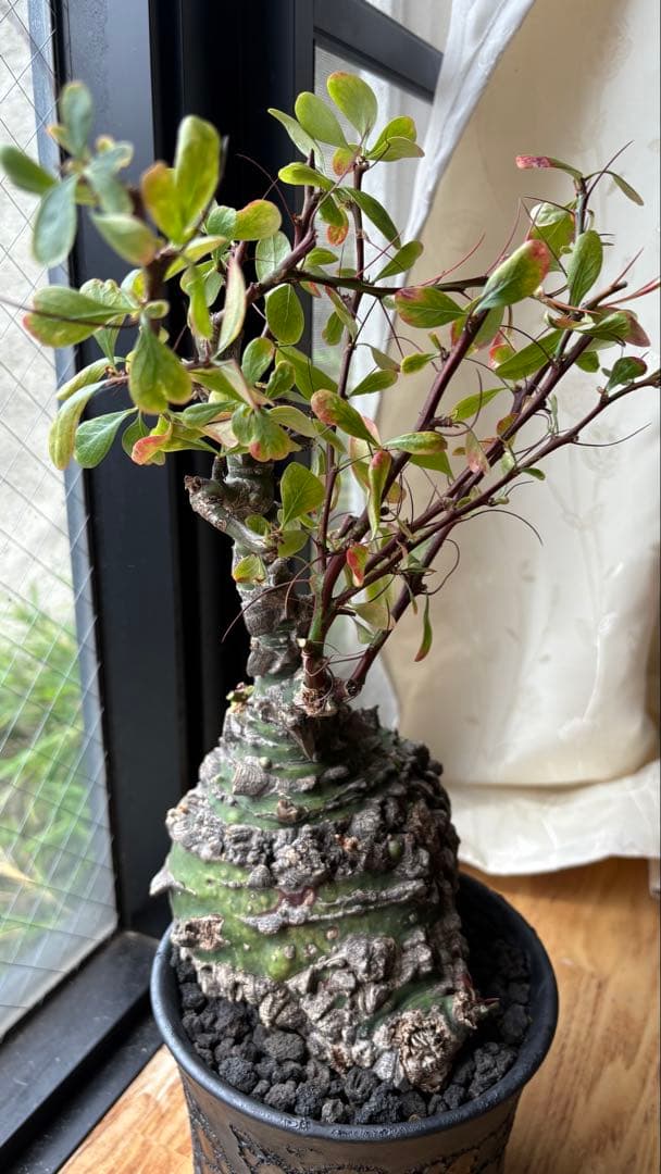 ※Lucasフォークイエリア ファシクラータ 現地株