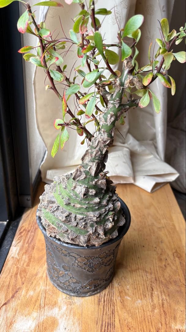 ※Lucasフォークイエリア ファシクラータ 現地株