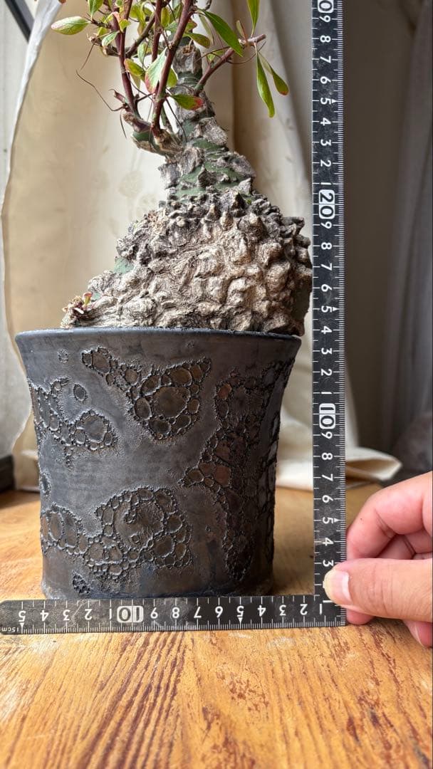 ※Lucasフォークイエリア ファシクラータ 現地株