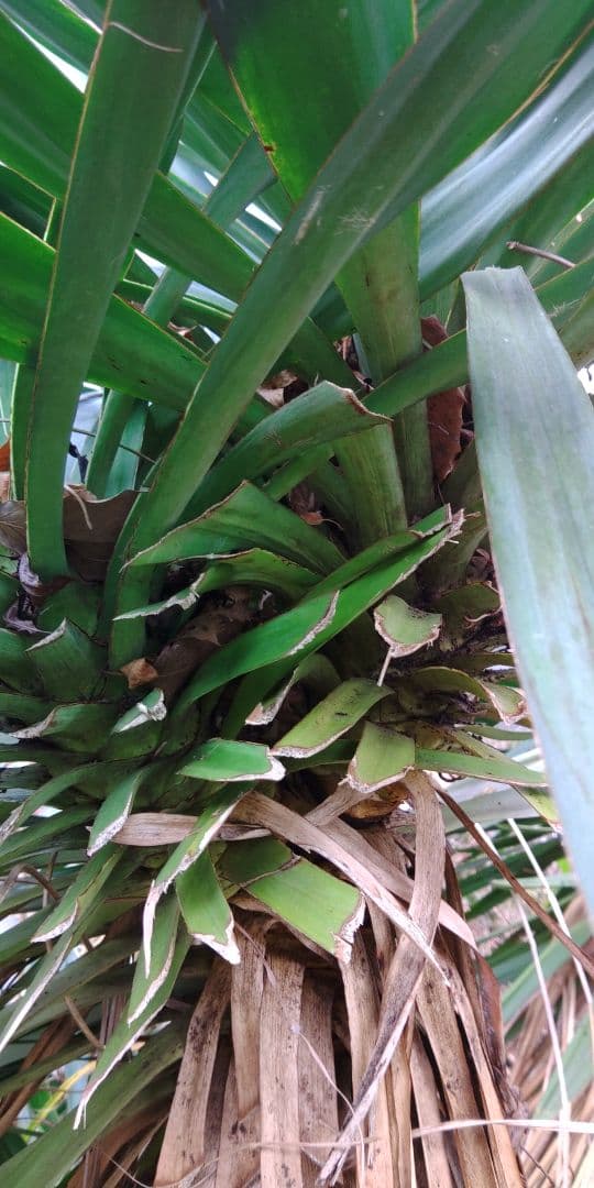 アツバキミガヨラン