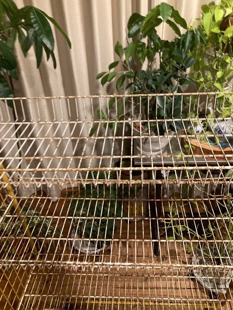 昭和レトロ　ワイヤーラック4段仕様　店舗什器　ガーデニング　シャビーラック11