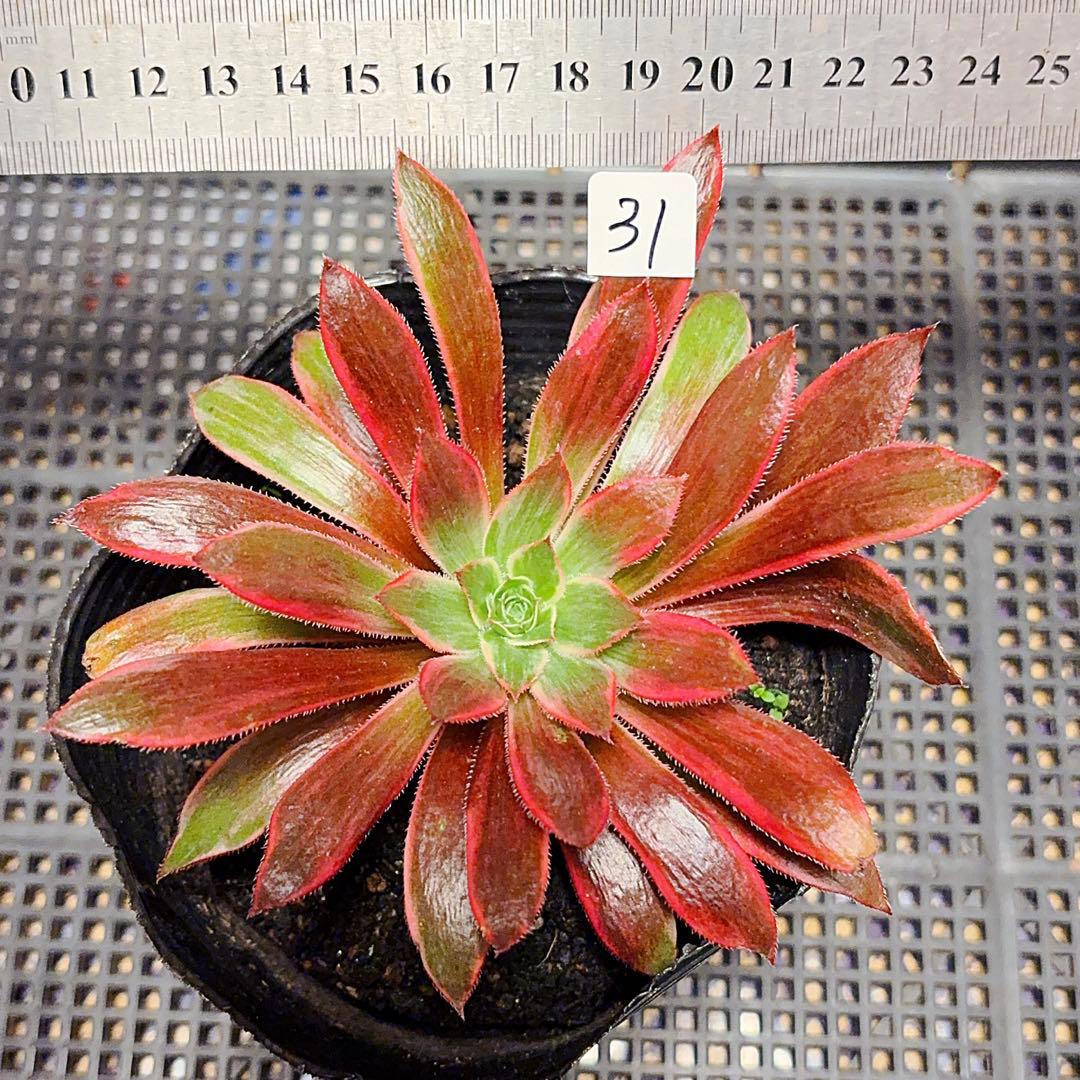 31#多肉植物アエオニウム錦❤️孔雀白錦❤️1大頭15cm拔き苗 - メルカリ