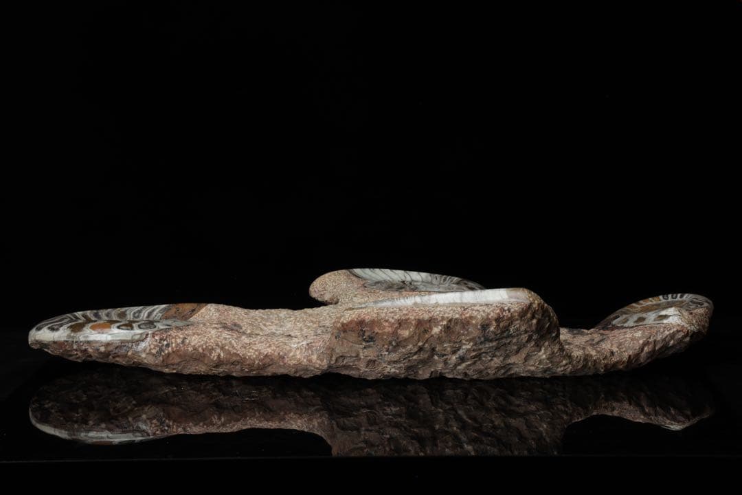 特大標本 アンモナイト&オルソセラス 化石プレート10.6kg 直角貝 鑑賞