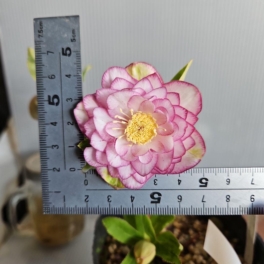 ㉖-117クリスマスローズ