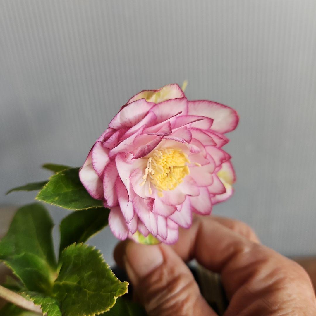 ㉖-117クリスマスローズ