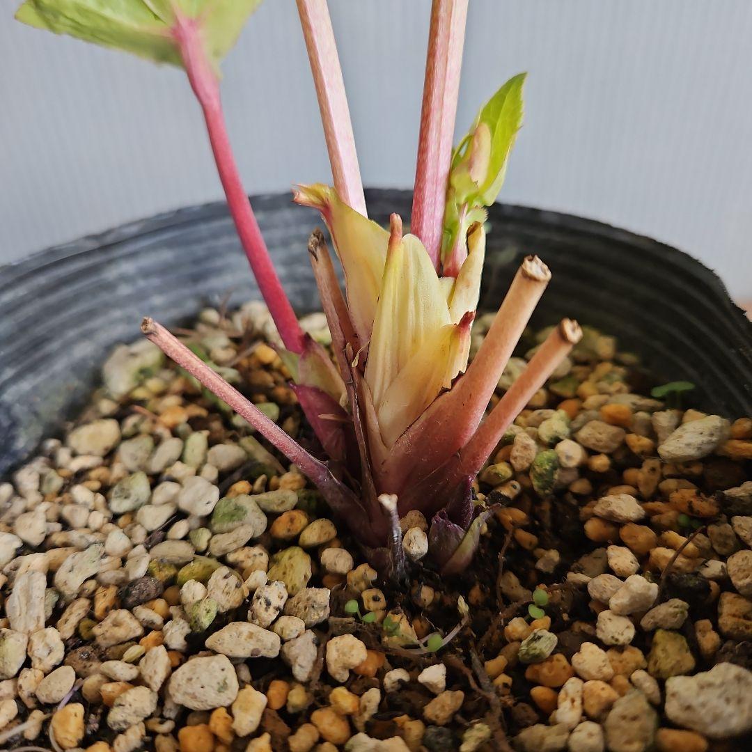 ㉖-117クリスマスローズ