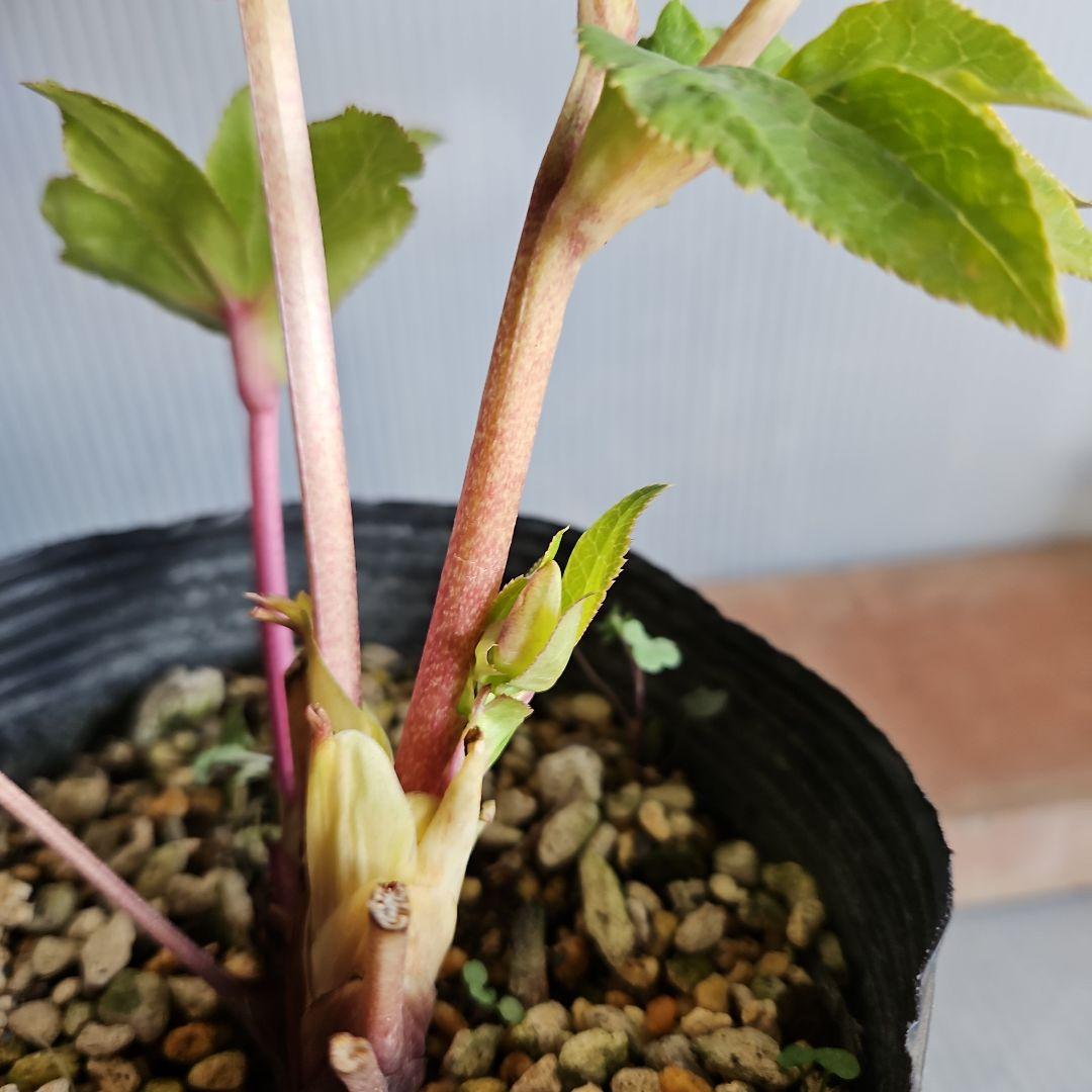 ㉖-117クリスマスローズ