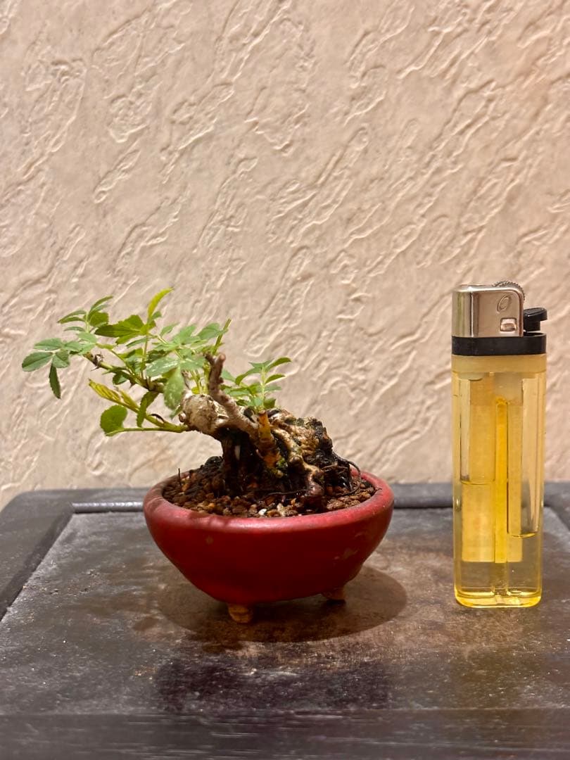 樹高3.5㎝極太　箱根サンショウバラ　薔薇　豆　ミニ　盆栽　真柏　黒松　五葉松