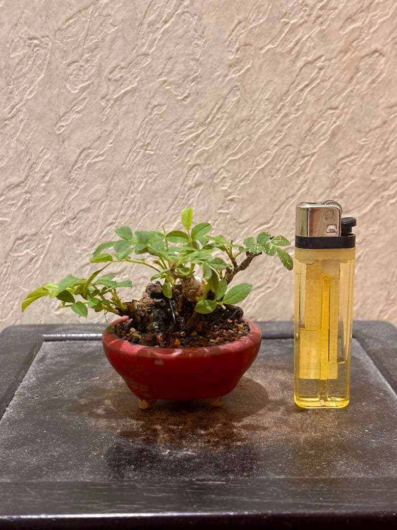 樹高3.5㎝極太　箱根サンショウバラ　薔薇　豆　ミニ　盆栽　真柏　黒松　五葉松