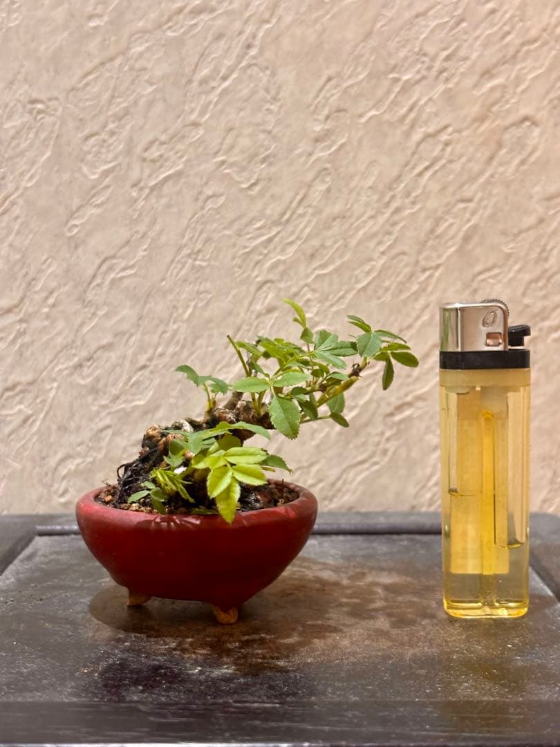 樹高3.5㎝極太　箱根サンショウバラ　薔薇　豆　ミニ　盆栽　真柏　黒松　五葉松