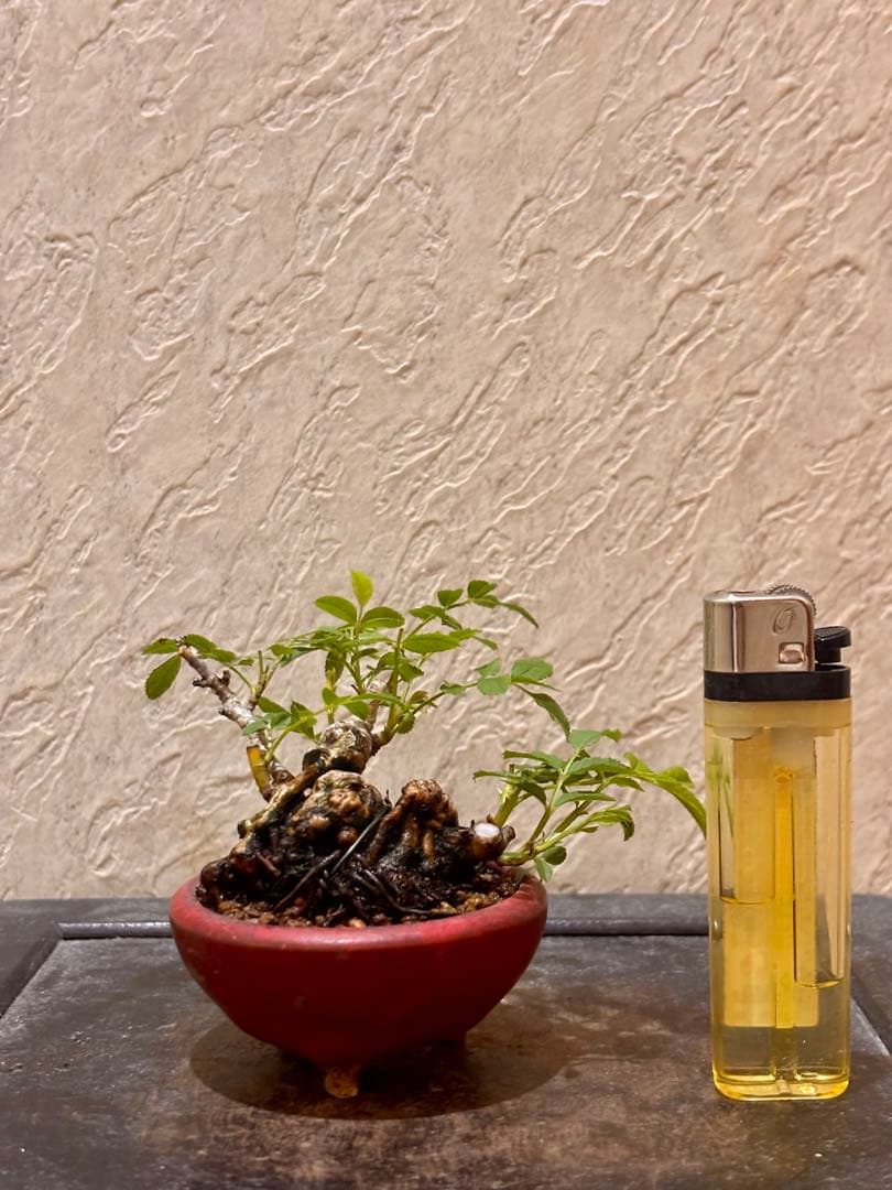 樹高3.5㎝極太　箱根サンショウバラ　薔薇　豆　ミニ　盆栽　真柏　黒松　五葉松