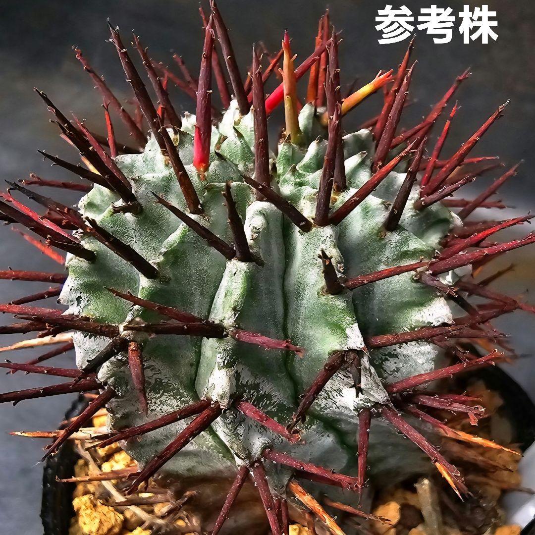 ロウルサンコさんラベル付き☆多肉植物 ユーフォルビア 関上ホワイト