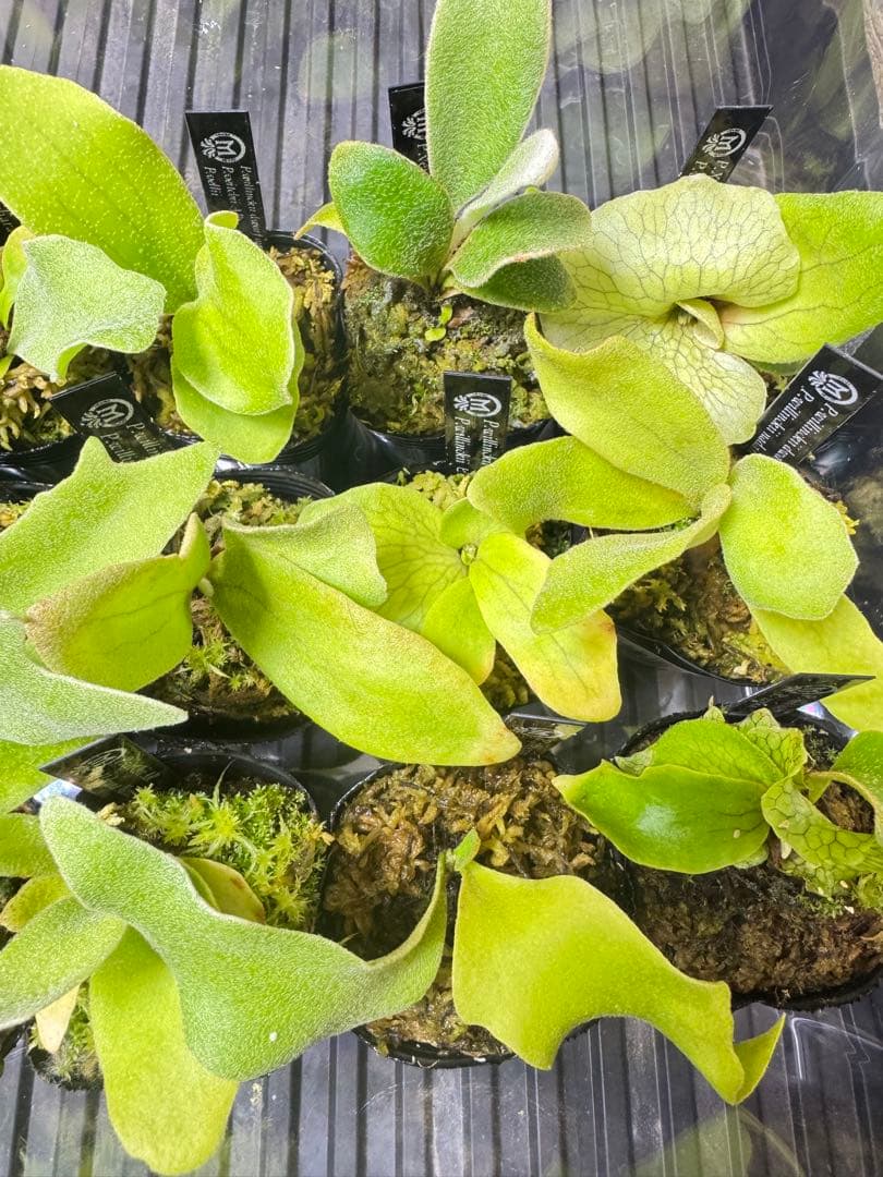 ビカクシダ　15種