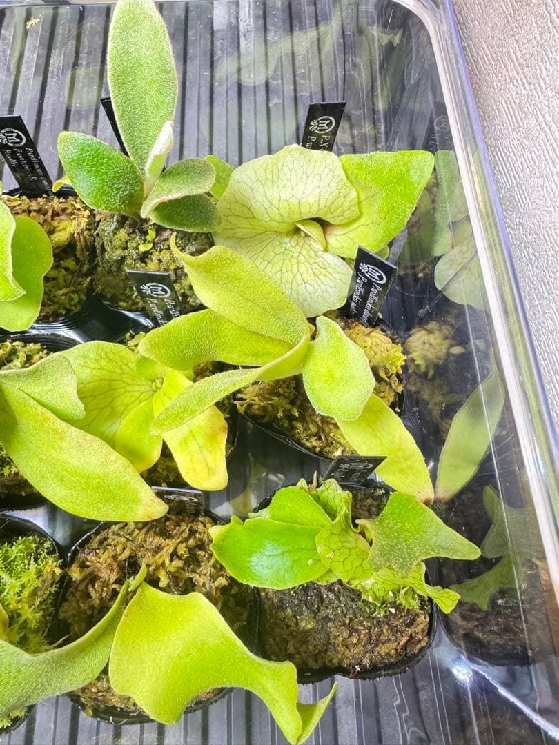 ビカクシダ　15種