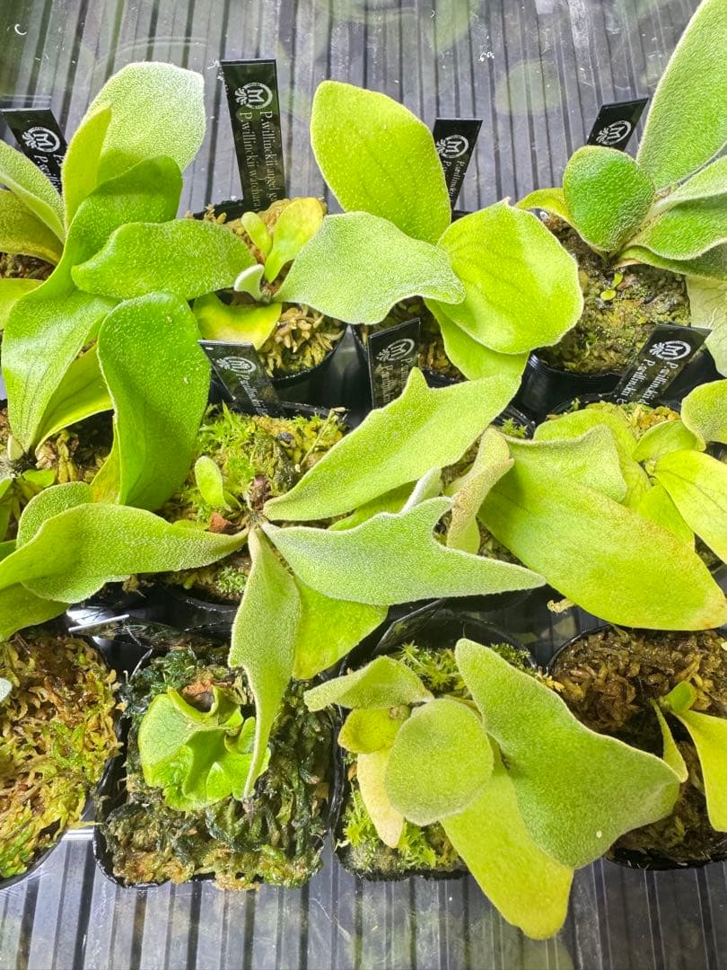 ビカクシダ　15種