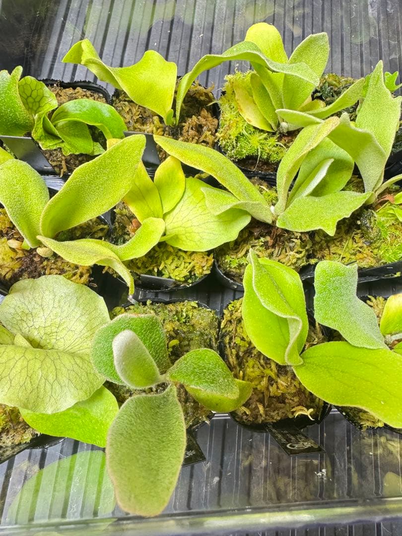 ビカクシダ　15種