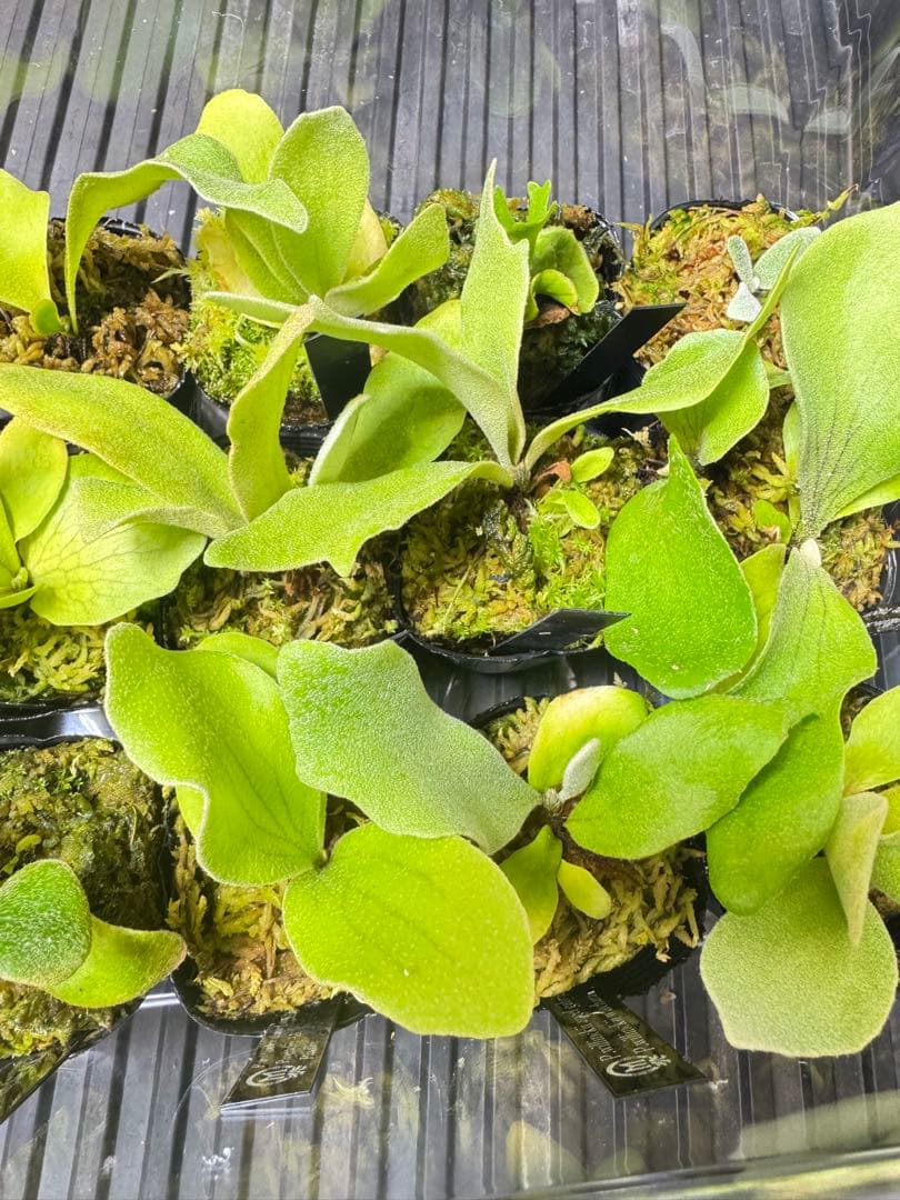 ビカクシダ　15種