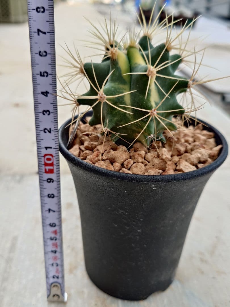 k*n様 オークション サボテン フェロカクタス 王冠竜錦 実生