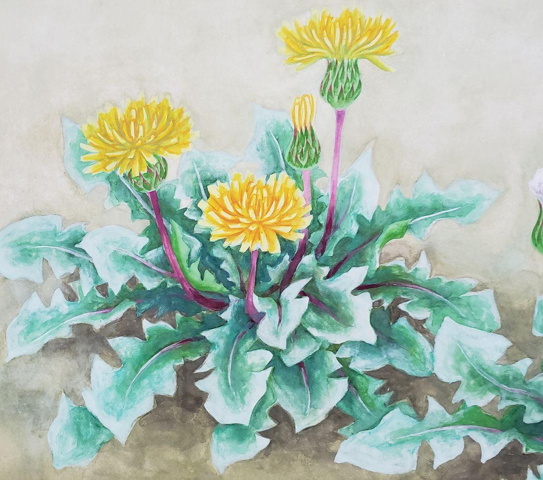 【たんぽぽ図】横山萬里 2558 共箱 タンポポ　掛け軸　肉筆