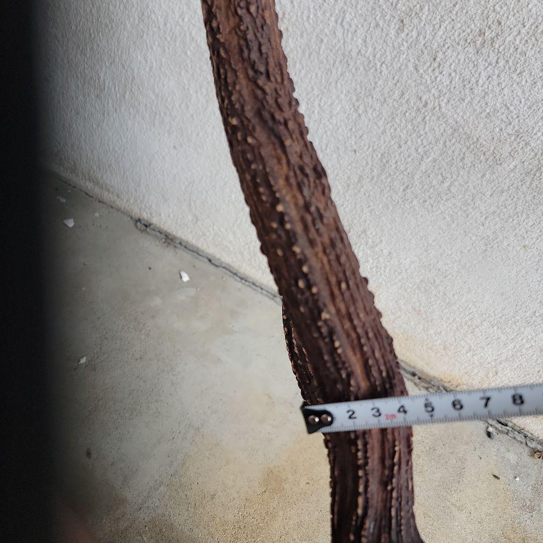 日本鹿　ハンティングトロフィー