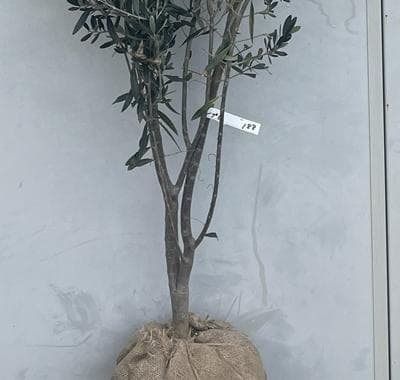 《現品》オリーブの木　シプレシーノ 樹高2.0ｍ（根鉢含まず）188【苗木/庭木