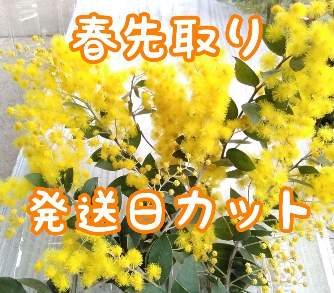 P 122 〙ミモザ パールアカシア 生花 切り花 ドライ リース セット