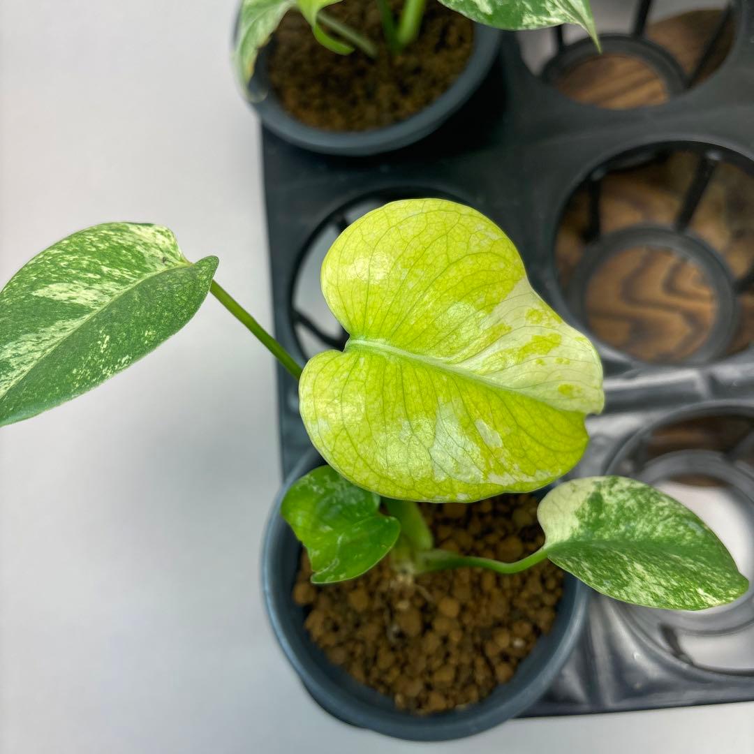 ぴ*く様 5株セットms40【特別選抜】ホワイトモンスター／天津蘭 モンステラ斑