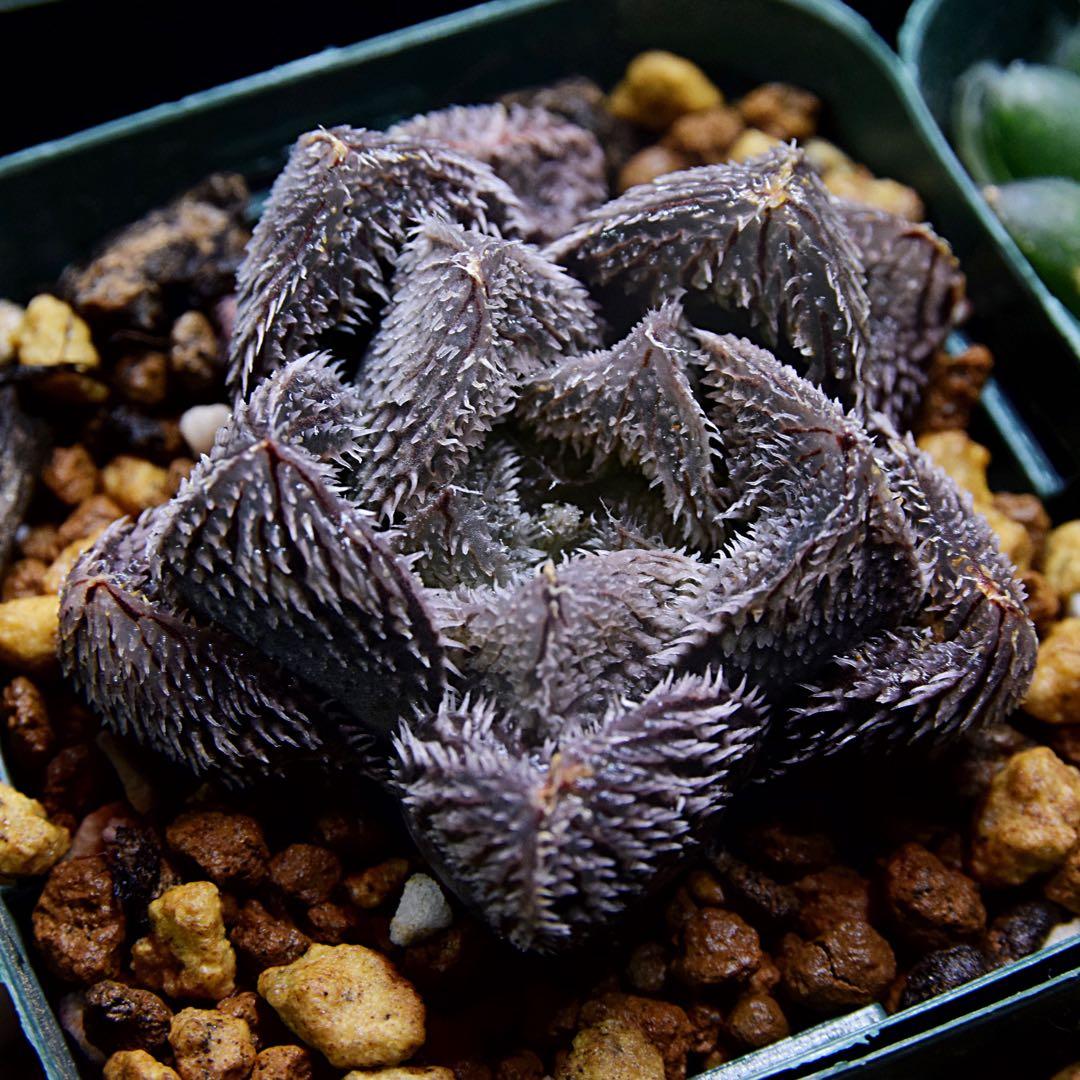 ハオルチア 狼蛛 - メルカリ