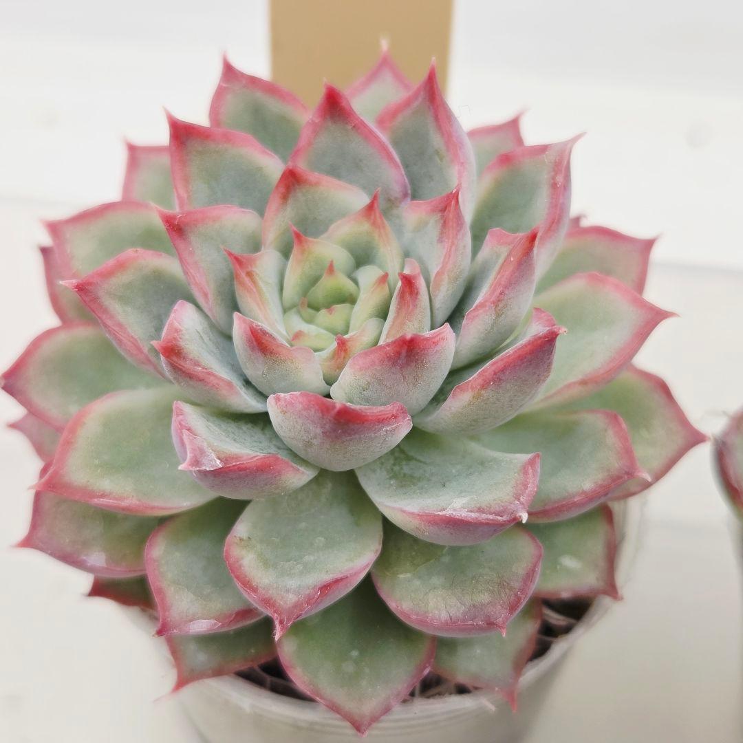 ㊹大きめ ももホイップ❣️ミニマカロン交❣️ルーフ交配❣️発根済6苗