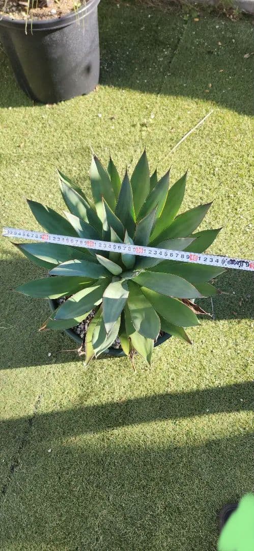 アガベ　ブルーグロー　ビッグサイズ