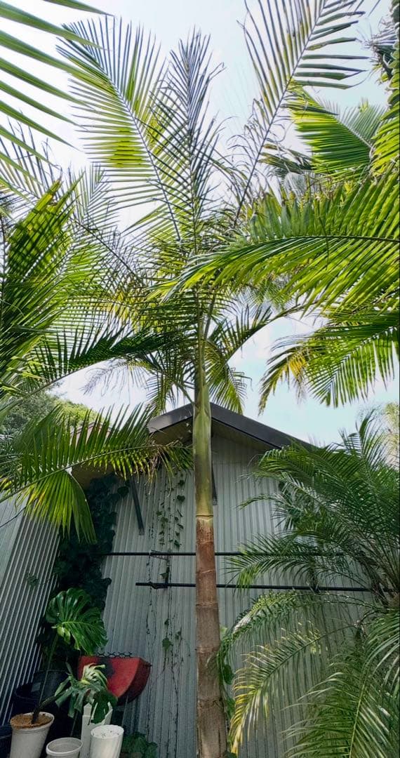 ヤシの木　約3.7M　ユスラヤシモドキ　バンガローパーム　ユスラヤシ