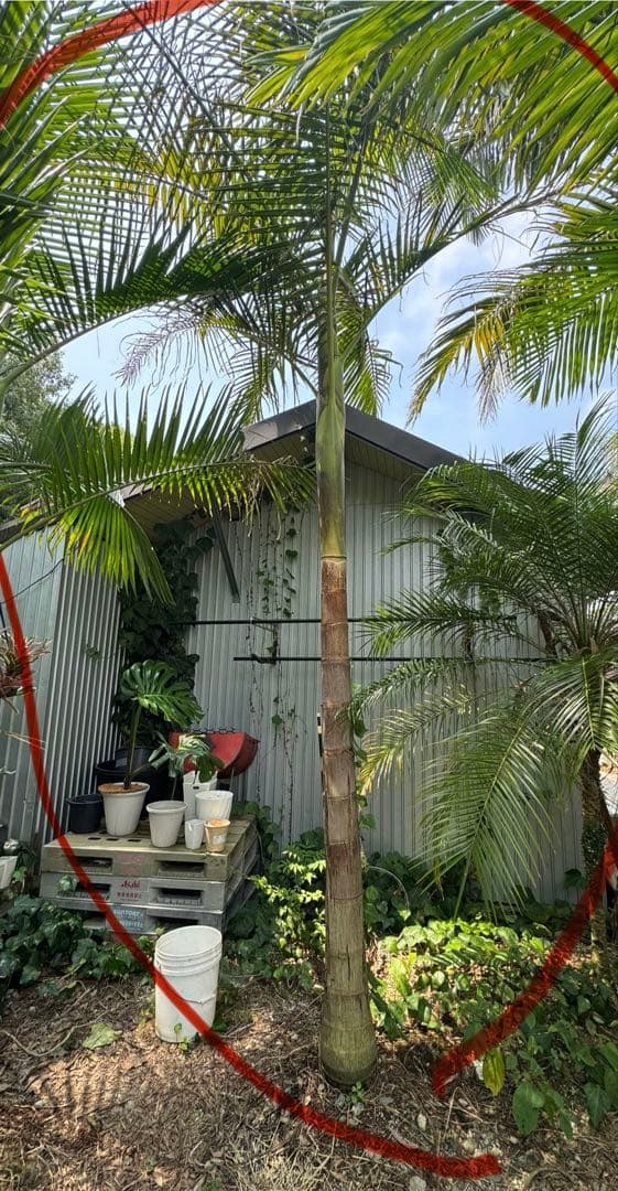 ヤシの木　約3.7M　ユスラヤシモドキ　バンガローパーム　ユスラヤシ