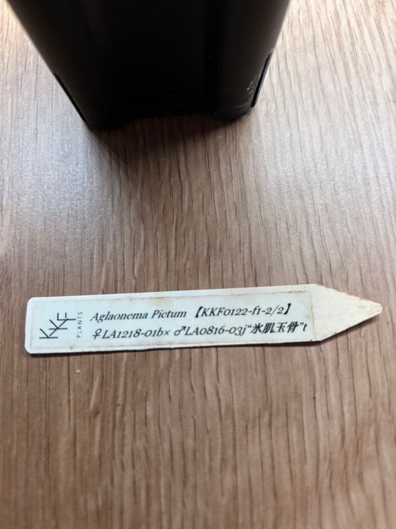 アグラオネマピクタム[KKF0122-f1-2/2] 正規タグ付き