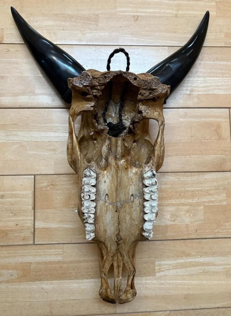 彫刻 牛の頭部 アートインテリア