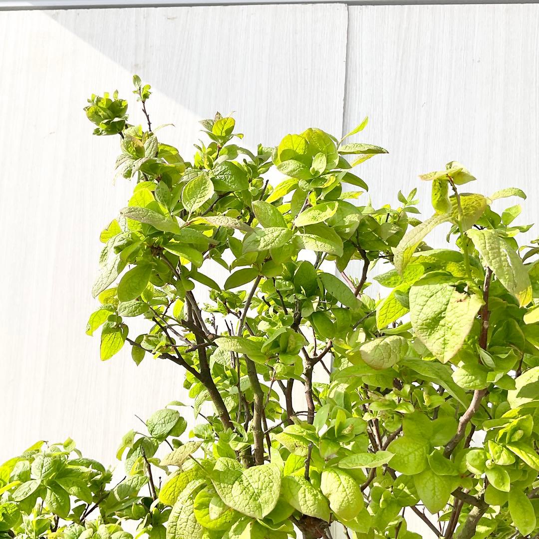 xcionhiryuさん専用　アラゲナツハゼ　希少品種　/236