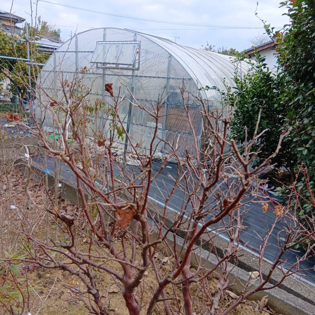 xcionhiryuさん専用　アラゲナツハゼ　希少品種　/236