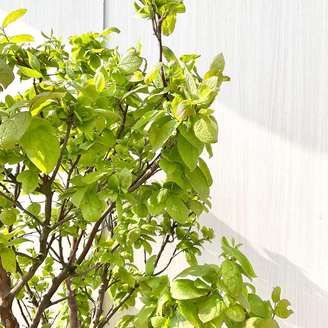 xcionhiryuさん専用　アラゲナツハゼ　希少品種　/236