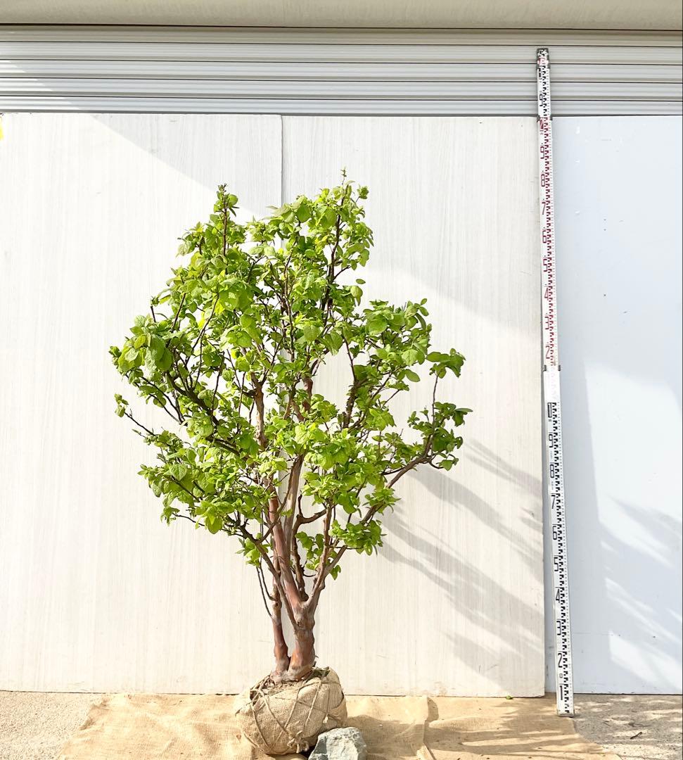 xcionhiryuさん専用　アラゲナツハゼ　希少品種　/236