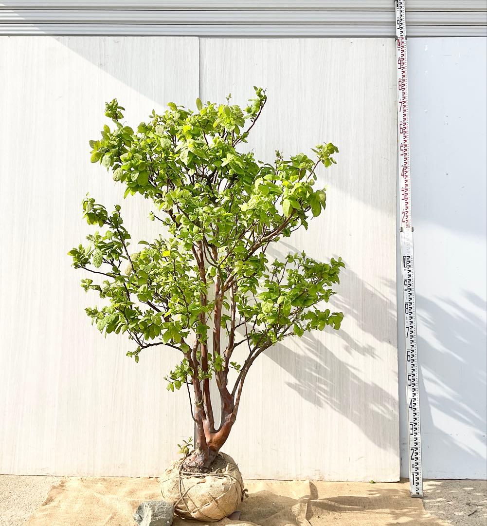 xcionhiryuさん専用　アラゲナツハゼ　希少品種　/236