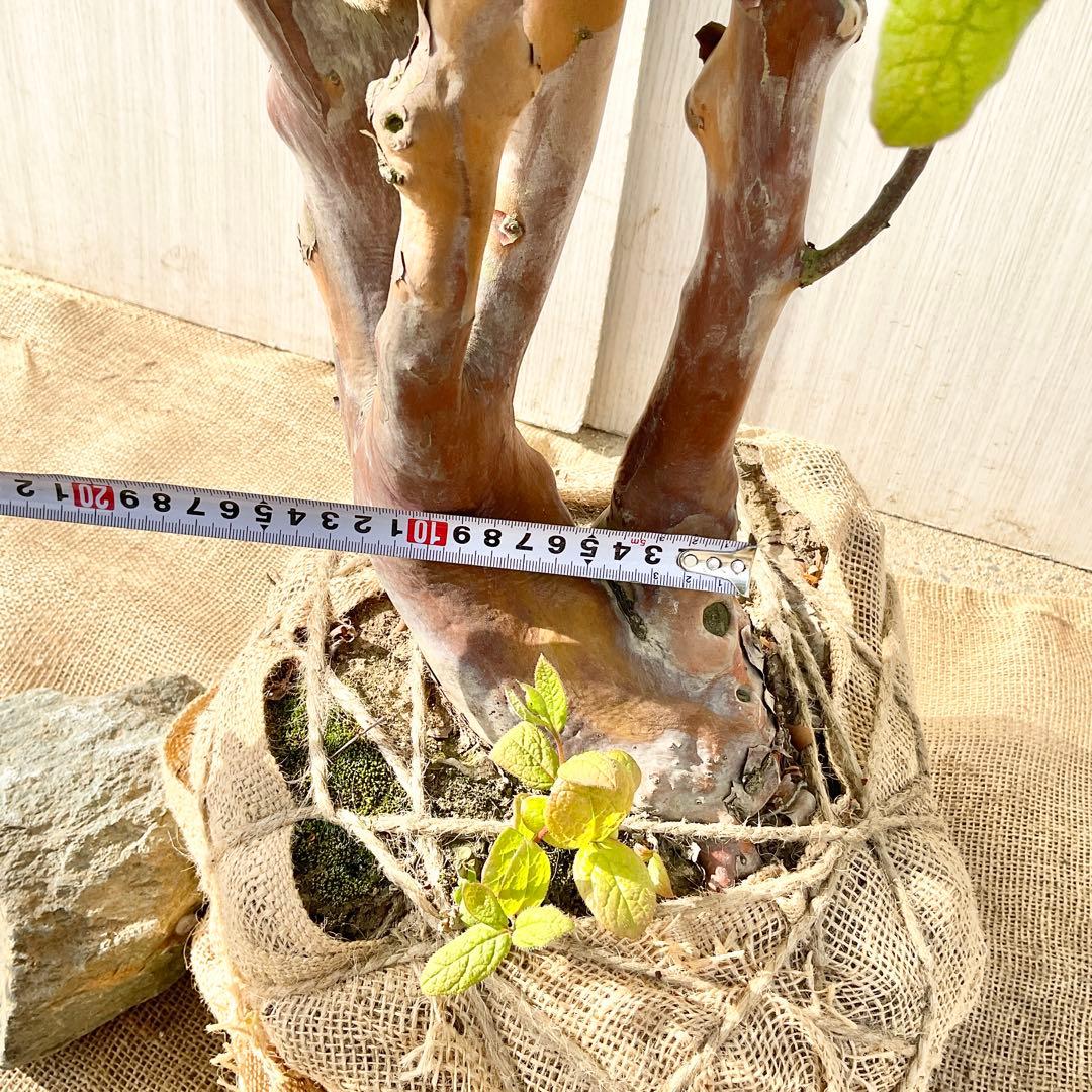 xcionhiryuさん専用　アラゲナツハゼ　希少品種　/236