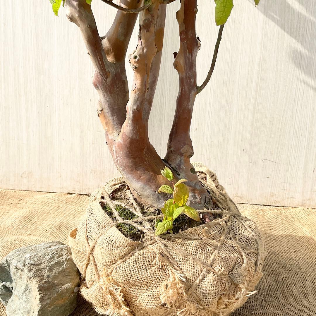 xcionhiryuさん専用　アラゲナツハゼ　希少品種　/236