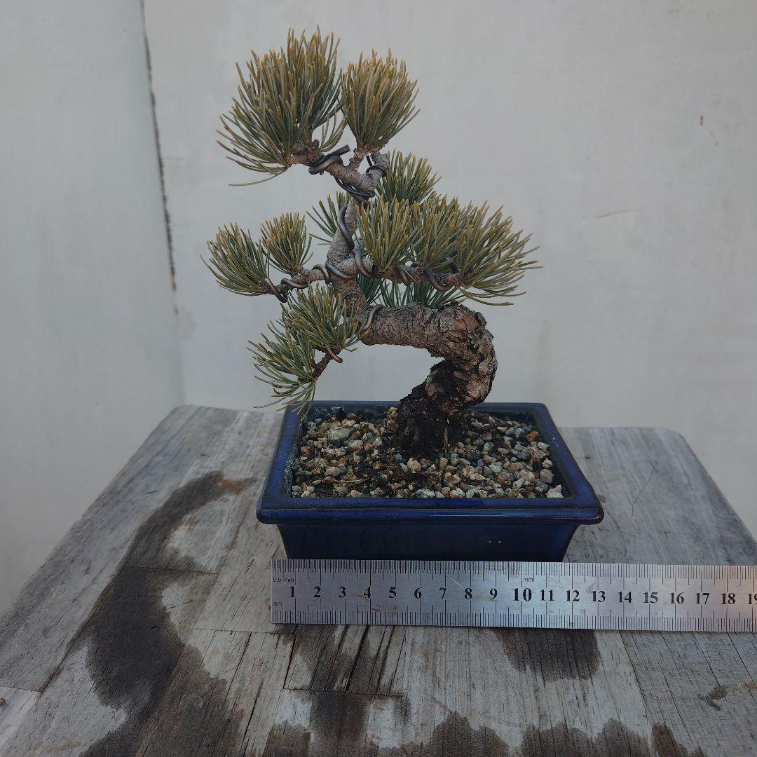 五葉松（八房） - メルカリ