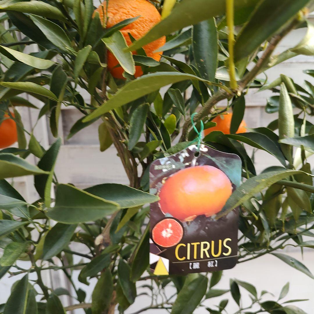 オ*ナ様 麗紅 3年生 苗木 登録品種 実つき！